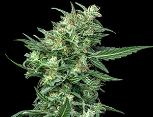 High CBD Industrial Hemp Seeds For Sale - World Class CBD, CBG & Autoflower  Hemp Seed Genetics